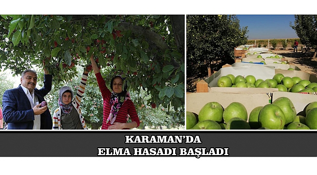 KARAMAN’DA ELMA HASADI BAŞLADI