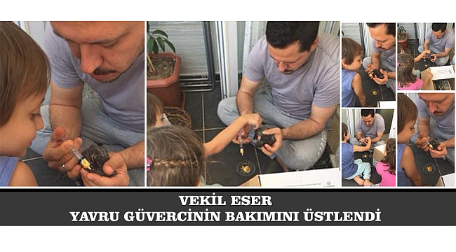 VEKİL ESER YAVRU GÜVERCİNİN BAKIMINI ÜSTLENDİ
