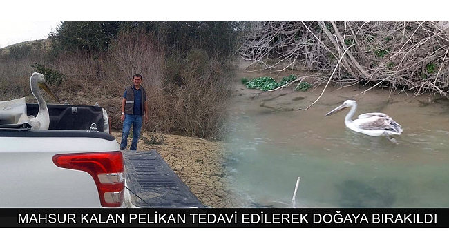 KARAMAN’DA MAHSUR KALAN PELİKAN TEDAVİ EDİLEREK DOĞAYA BIRAKILDI