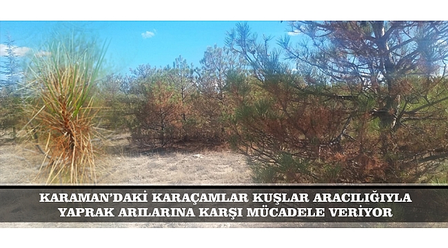 KARAMAN’DAKİ KARAÇAMLAR KUŞLAR ARACILIĞIYLA YAPRAK ARILARINA KARŞI MÜCADELE VERİYOR