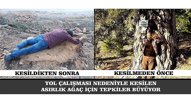 YOL ÇALIŞMASI NEDENİYLE KESİLEN ASIRLIK AĞAÇ İÇİN TEPKİLER BÜYÜYOR