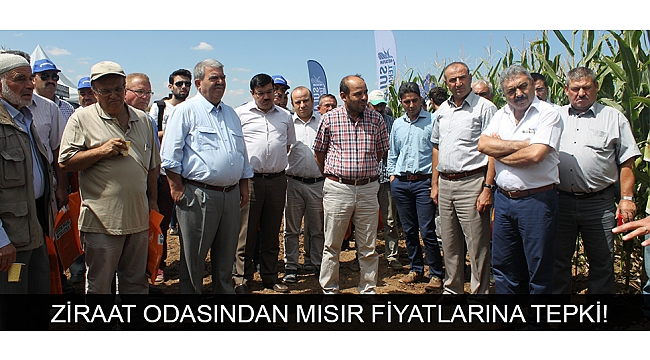 ZİRAAT ODASINDAN MISIR FİYATLARINA TEPKİ!