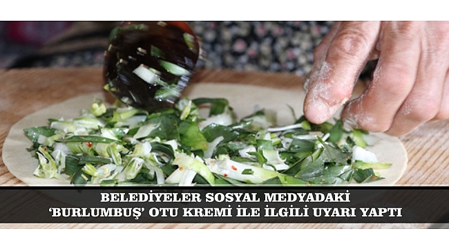 BELEDİYELER SOSYAL MEDYADAKİ ‘BURLUMBUŞ’ OTU KREMİ İLE İLGİLİ UYARI YAPTI