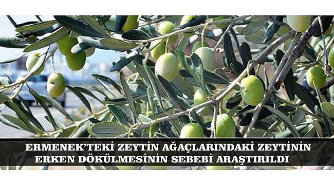 ERMENEK’TEKİ ZEYTİN AĞAÇLARINDAKİ ZEYTİNİN ERKEN DÖKÜLMESİNİN SEBEBİ ARAŞTIRILDI
