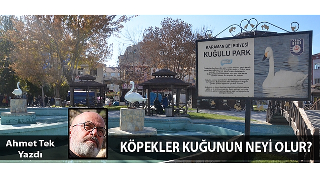 KÖPEKLER KUĞUNUN NEYİ OLUR?