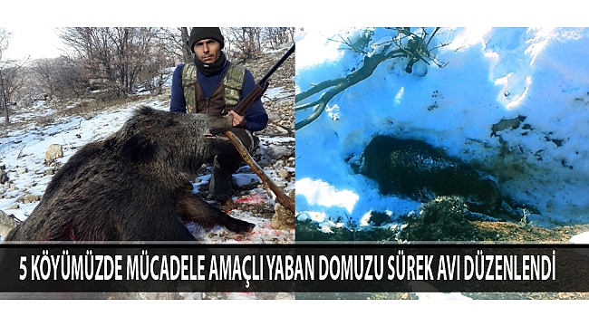 5 KÖYÜMÜZDE MÜCADELE AMAÇLI YABAN DOMUZU SÜREK AVI DÜZENLENDİ