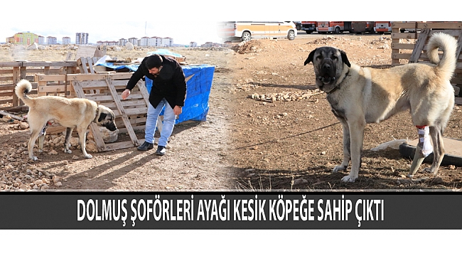 DOLMUŞ ŞOFÖRLERİ AYAĞI KESİK KÖPEĞE SAHİP ÇIKTI