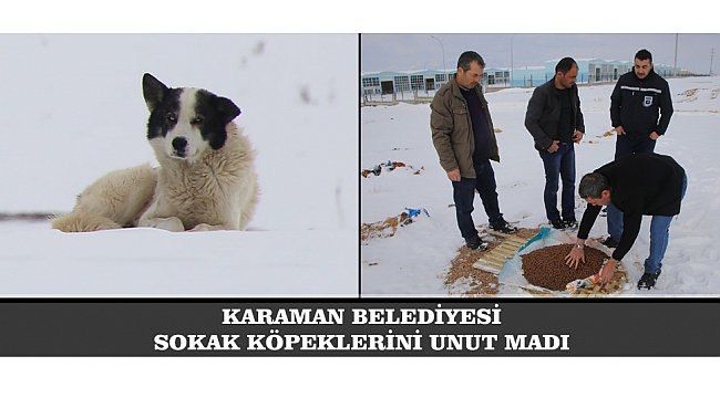 KARAMAN BELEDİYESİ SOKAK KÖPEKLERİNİ UNUTMADI