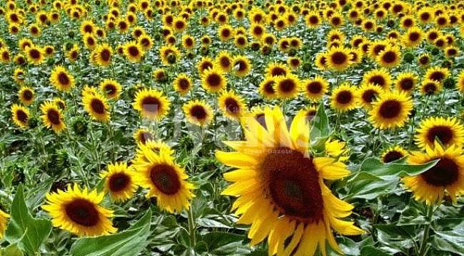 Tohumluk ayçiçeği özel üretim alanı