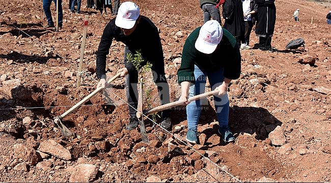 Yollarbaşı'nda 30 hektar arazi ağaçlandırılıyor
