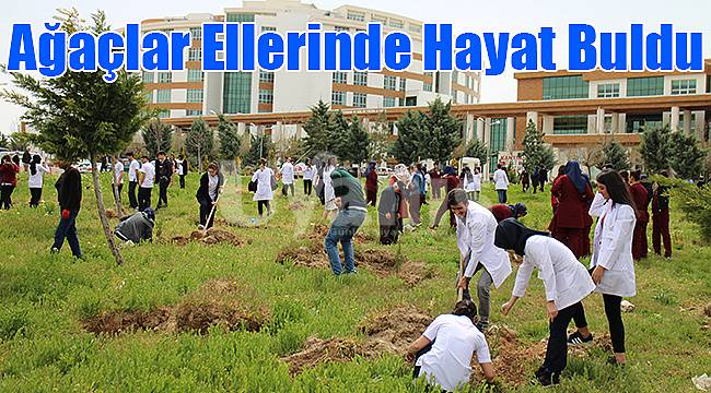 Ağaçlar ellerinde hayat buldu