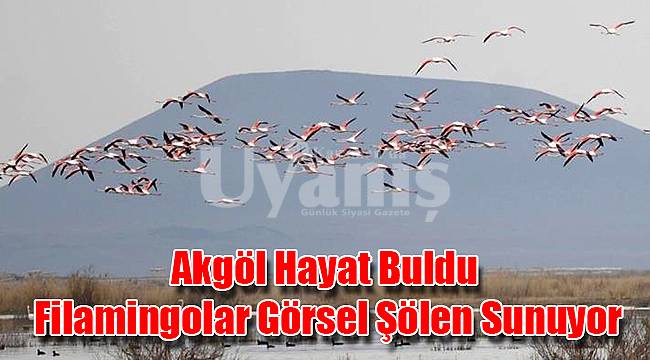 Akgöl hayat buldu, filamingolar görsel şölen sunuyor