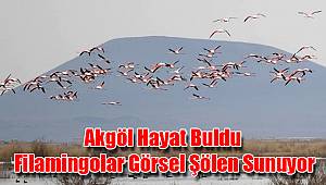 Akgöl hayat buldu, filamingolar görsel şölen sunuyor
