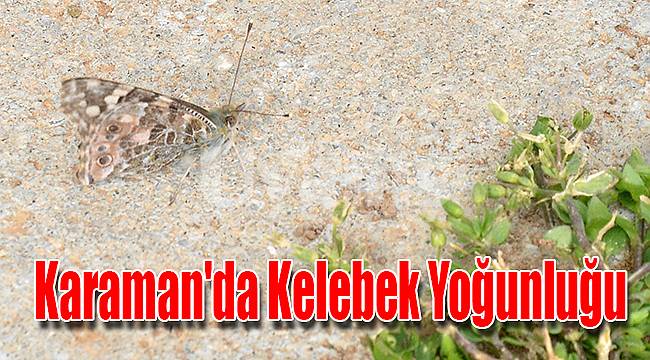 Karaman'da kelebek yoğunluğu