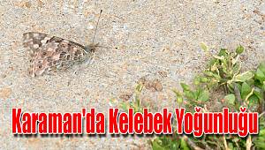 Karaman'da kelebek yoğunluğu
