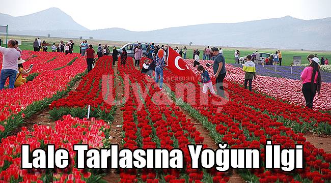 Karaman&#039;da lale tarlasına yoğun ilgi