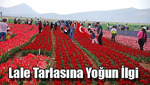 Karaman'da lale tarlasına yoğun ilgi