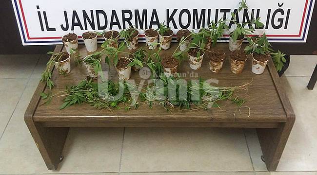 Karaman'da kenevir operasyonu