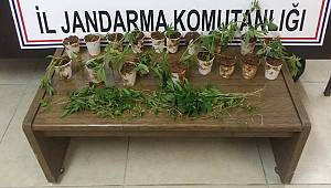 Karaman'da kenevir operasyonu