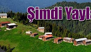 Şimdi Yayla Zamanı