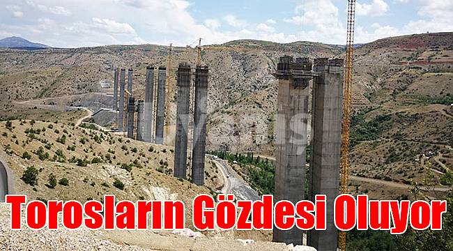 Torosların Gözdesi Oluyor