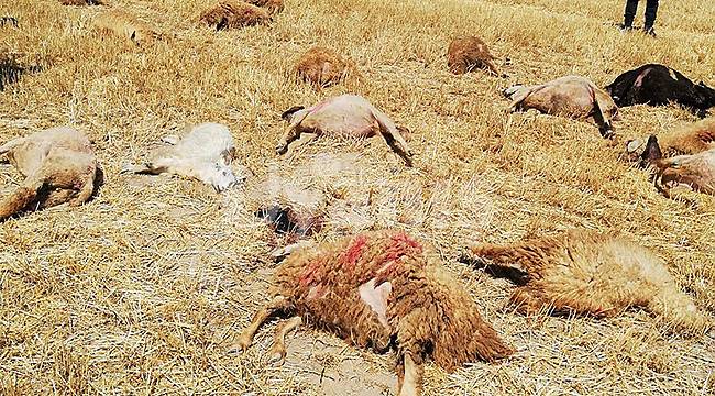 Karaman'da 42 koyunun sır ölümü