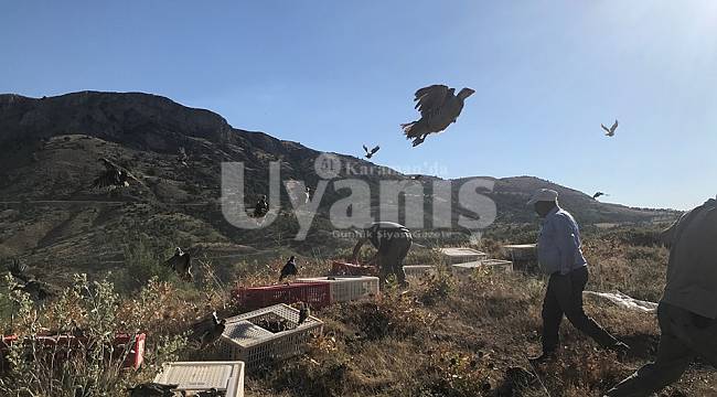 Karaman'da doğaya 2000 kınalı keklik salındı