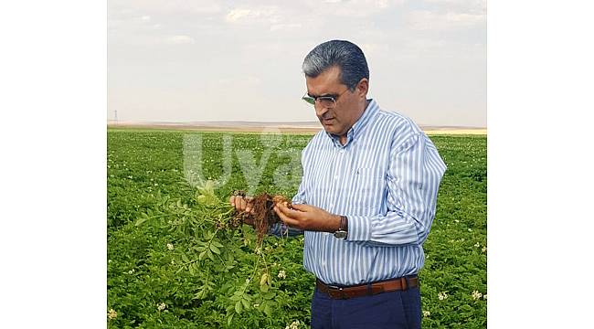 Patates Üreticilerine Hasat Öncesi Bakım Avansı