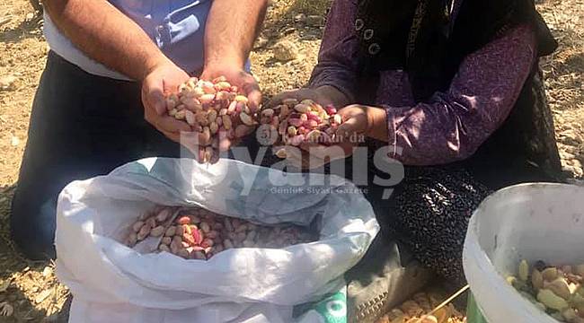 Karaman&#039;da Antep fıstığı hasadı başladı