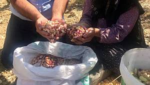 Karaman'da Antep fıstığı hasadı başladı