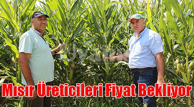 Mısır üreticileri fiyat bekliyor