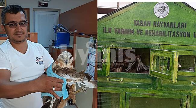 Yaralı şahin koruma altına alındı