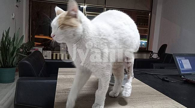Karaman&#039;da Çatıdan Düşen Kedi Sağlığına Kavuştu