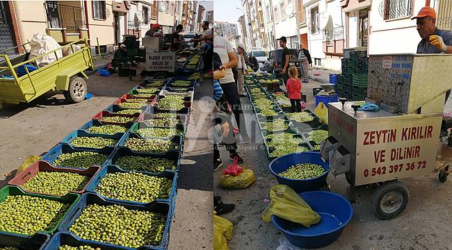 Zeytin Sezonu Başladı