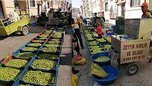 Zeytin Sezonu Başladı