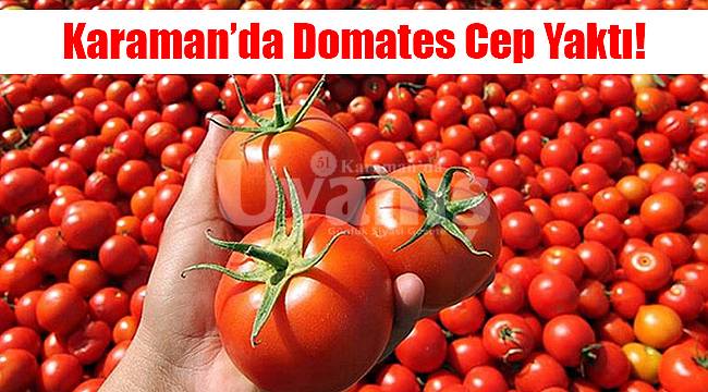 Karaman’da Domates Cep Yaktı!
