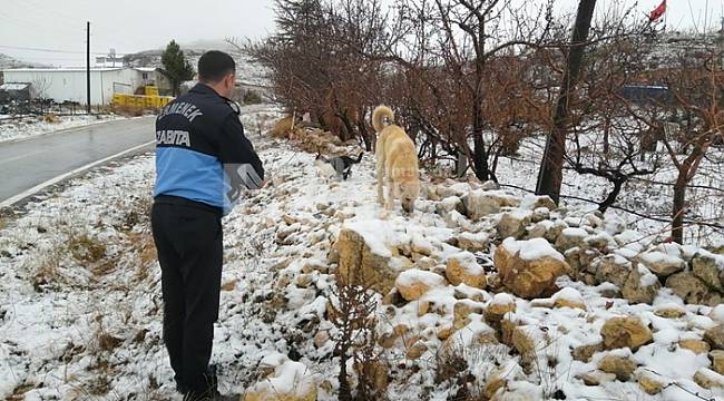 Zabıta Ekipleri Sokak Hayvanlarını Unutmadı