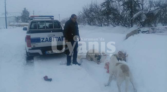 Zabıta ekipleri sokak hayvanlarını yine unutmadı