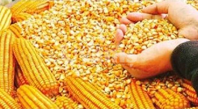 Çiftçilerimize %75 Hibeli Dane Mısır Tohumu Dağıtımı Yapılacak