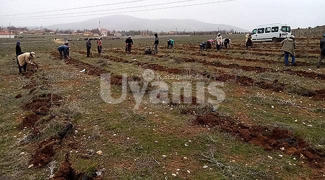 Karalgazi Köyünde 11 bin fidan toprakla buluşturdu