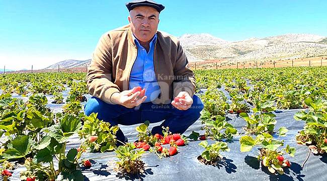 Karaman İklim Olarak Çilek Yetiştirmek İçin Çok Uygun