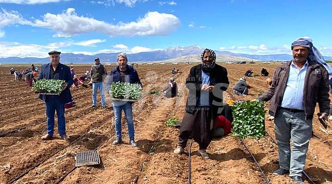 Karamanlı çiftçiler üretime devam ediyor