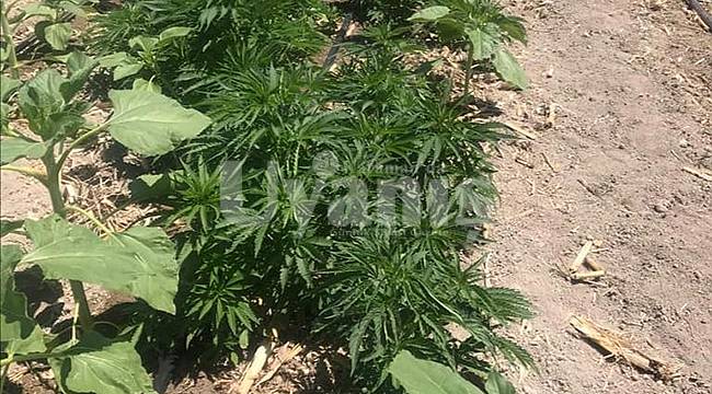 Karaman'da 181 Kök Hint Keneviri Ele Geçirildi
