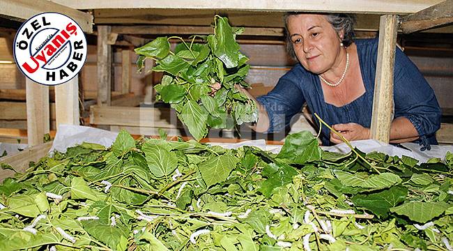 İpek gibi bir girişimci hikâyesi
