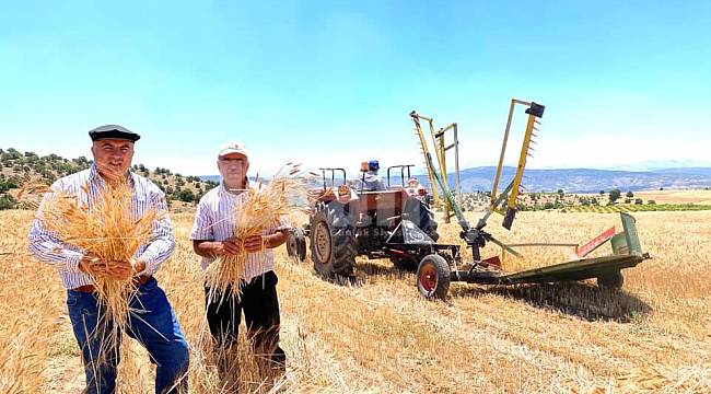 Karaman'da buğdaylar biçilmeye devam ediyor