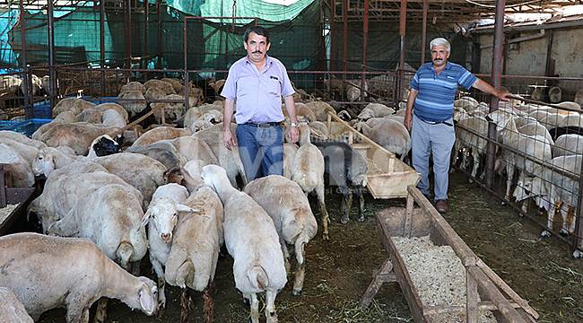 Karaman'da Küçükbaş Kurbanlıkların Canlı Kilo Fiyatları Belirlendi