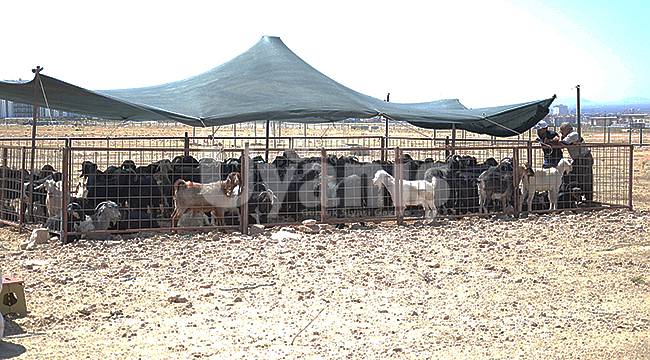Karaman'da kurbanlıklar pazara çıktı