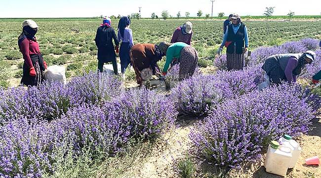Karaman'da Şimdi Lavanta Hasat Zamanı