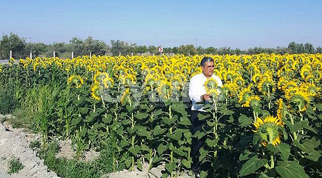 Bölgede Ayçiçeği Hasadı Başladı, Konya Şeker Ayçiçeği Fiyatını Açıkladı