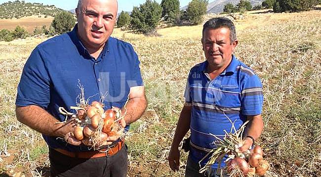 Karaman'da soğan hasadı başladı